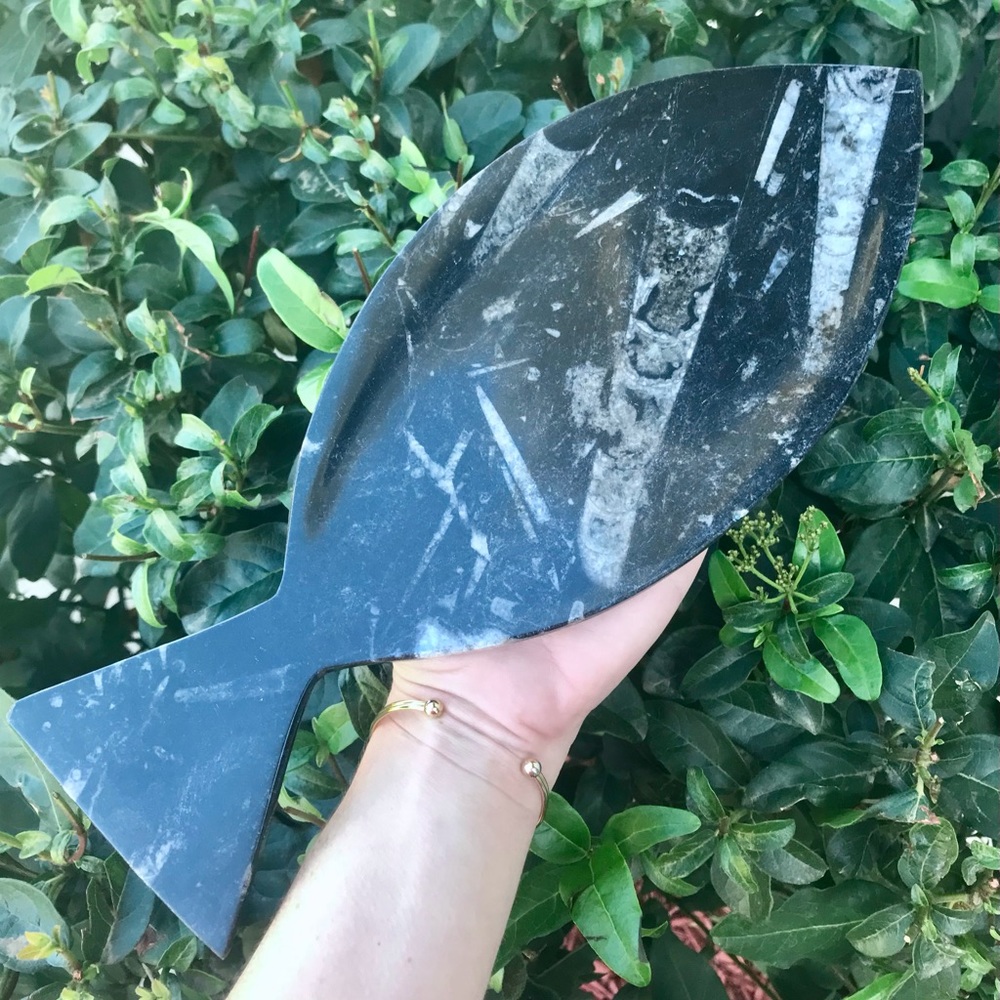 Orthoceras Fish Tray 🖤